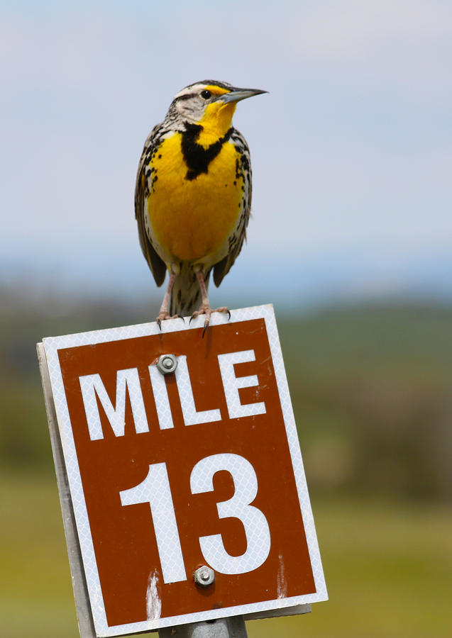 Meadowlark Photograph - Western Meadowlark on the Mile 13 Sign by Karon Melillo DeVega