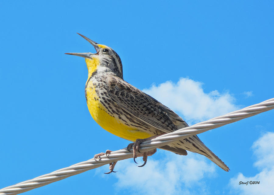 Western Meadowlark Singing from a Wire Photograph by Stephen Johnson