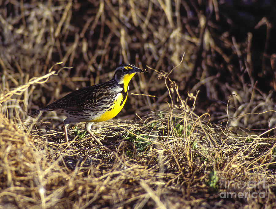 Western Meadowlark Photograph by Steven Ralser
