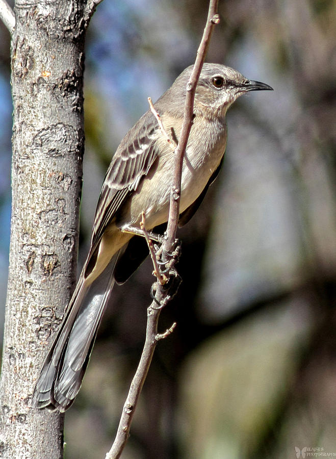 Western Mockingbird Photograph by Elaine Malott