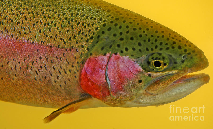 rainbow trout oregon fishing planet