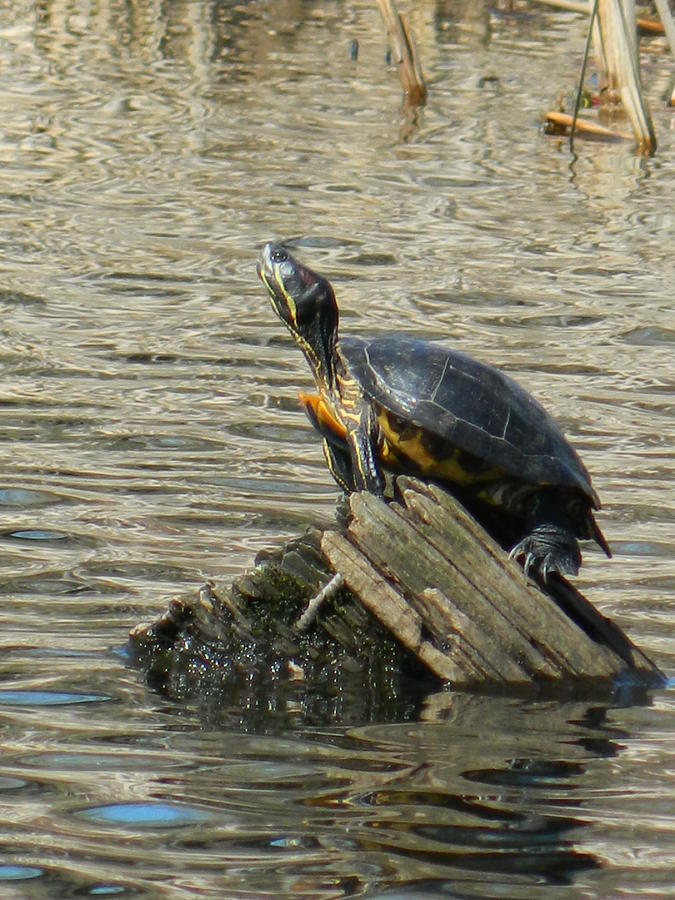 Western Painted Turtle Photograph by Nicki Bennett - Fine Art America