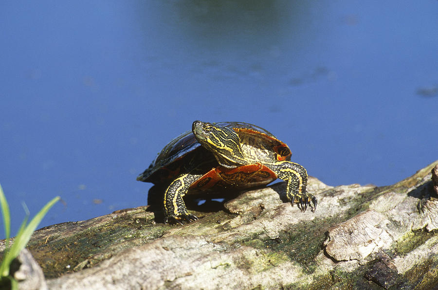 Western Painted Turtle Photograph by Thomas And Pat Leeson