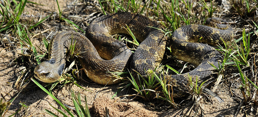 Western Plains Hognose Snake Photograph by Karen Slagle