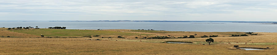 Cow Photograph - Western Port panorama by View Factor Images