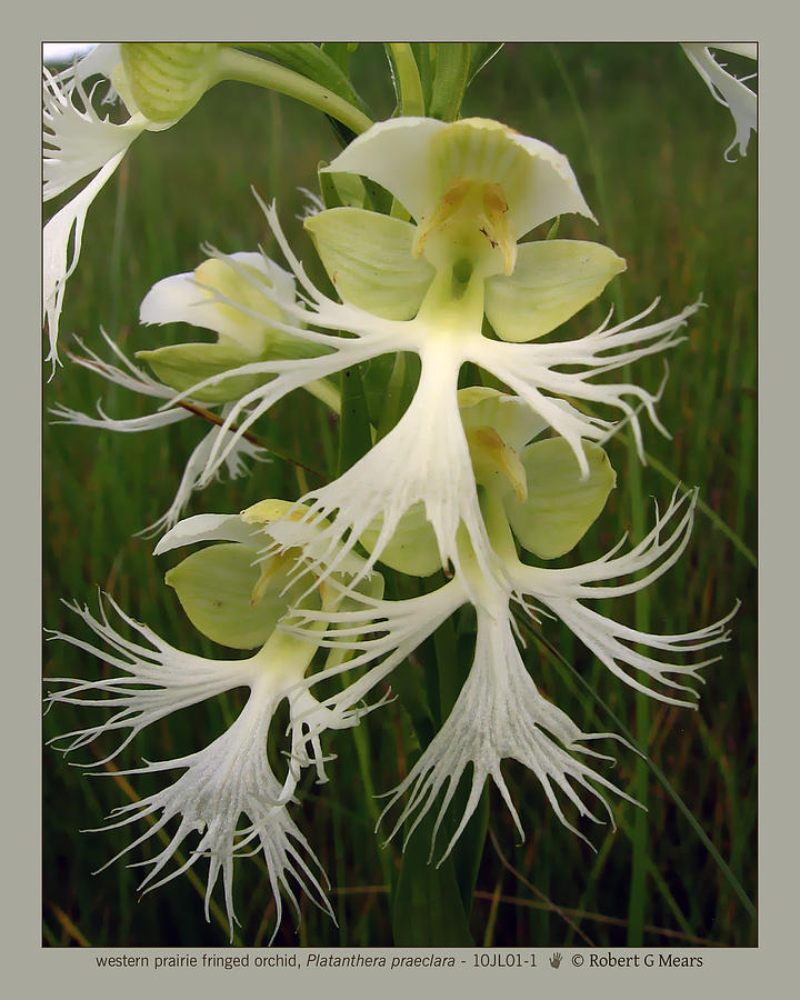 western prairie fringed orchid - Platanthera praeclara - 10JL01-1 ...