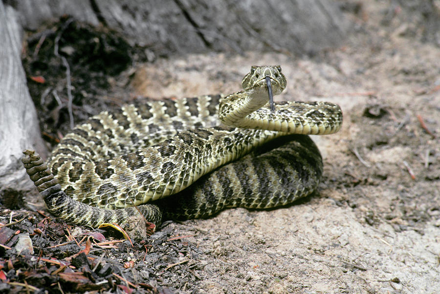 Animal Photograph - Western Rattler Crotalus Viridis Coiled by Animal Images