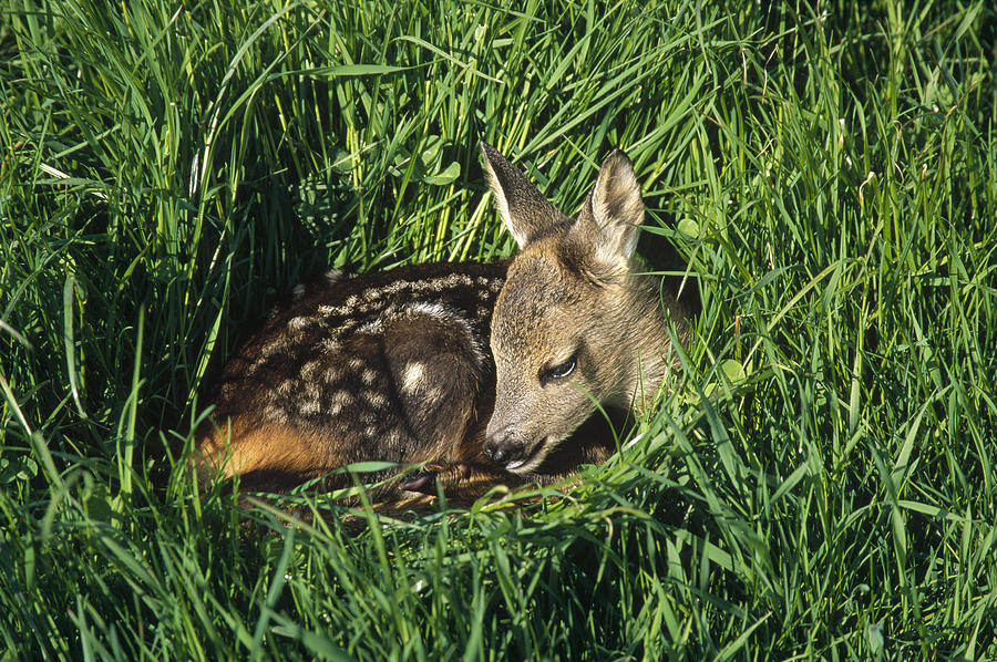 Western Roe Deer Fawn Resting Photograph by Konrad Wothe