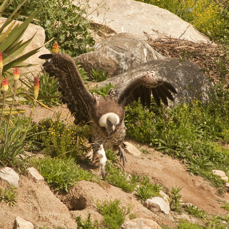 Western Rueppells Vulture Photograph by Daniel Hebard