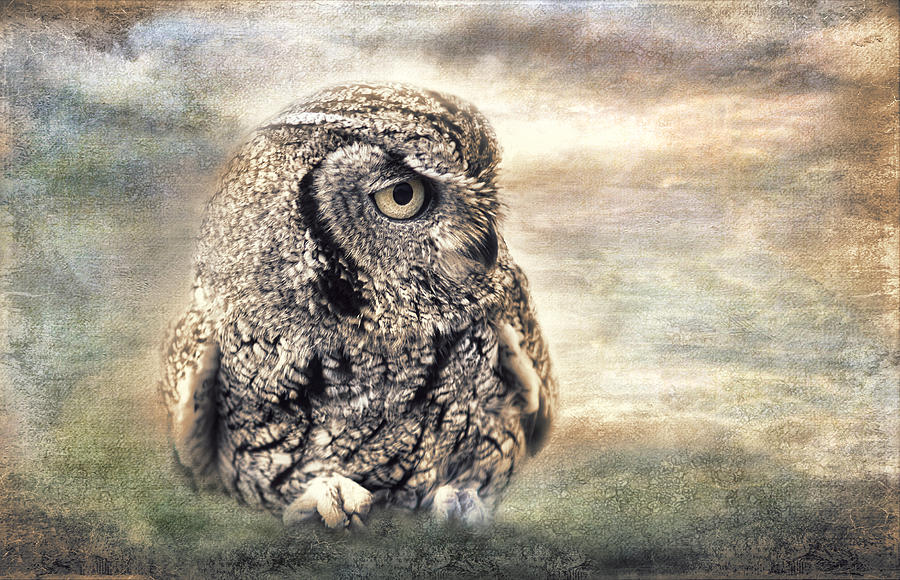 Western Screech Owl Photograph by Barbara Manis