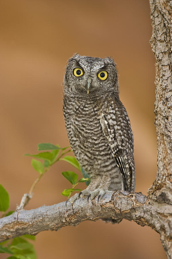 Western Screech Owl Juvenile Utah Photograph by Tom Vezo