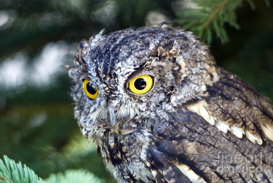 Western Screech Owl No. 2 Photograph by John Greco