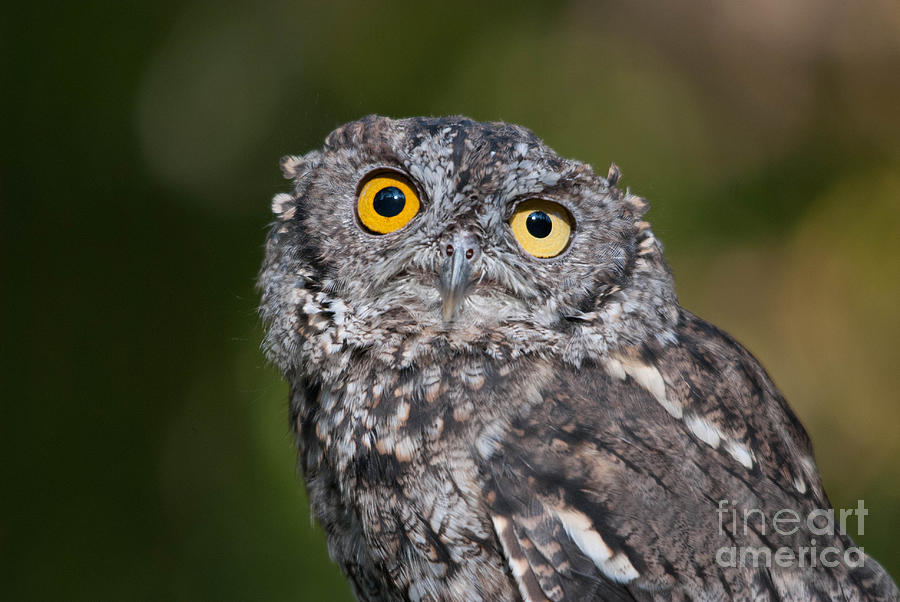 Western Screech Owl No. 3 Photograph by John Greco