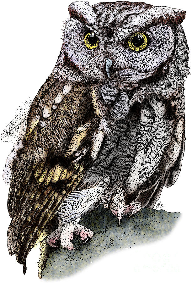 Wildlife Photograph - Western Screech Owl by Roger Hall