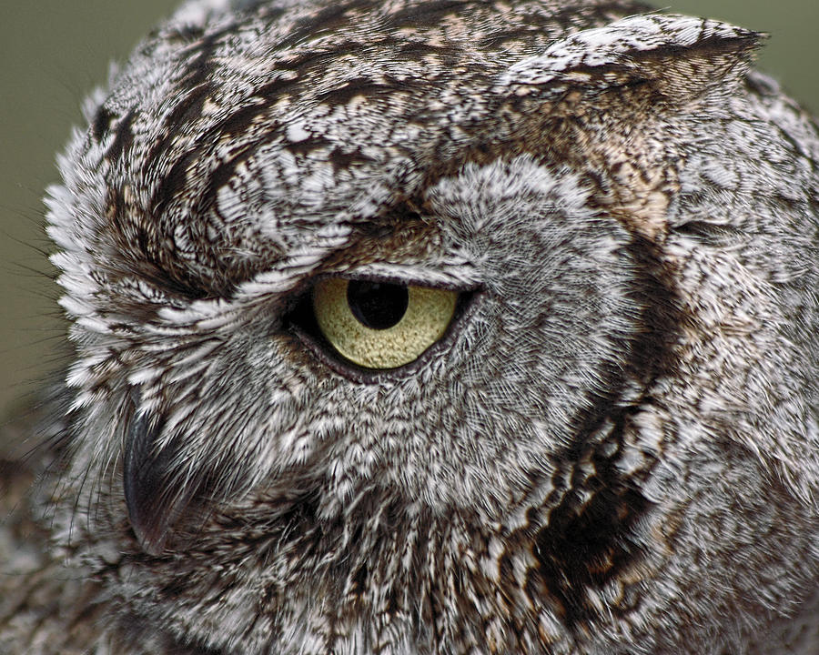 Western Screech Owl Photograph by Theo OConnor