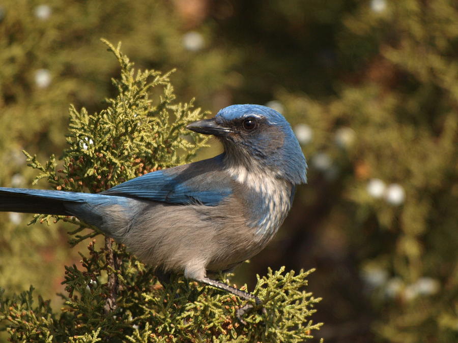 Western Scrub Jay Photograph by James Peterson