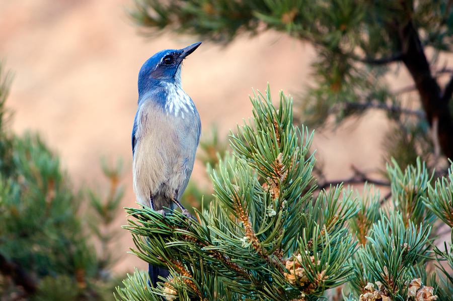 Western Scrub Jay Photograph by Nicholas Blackwell