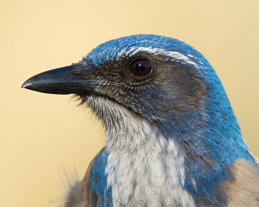 California Scrub-Jay by Steve Kaye California Scrub-Jay by Steve Kaye