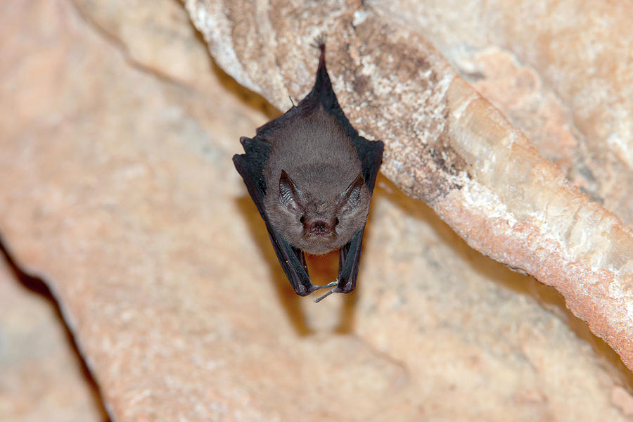 Wildlife Photograph - Western Sheath-tailed Bat by Dr P. Marazzi