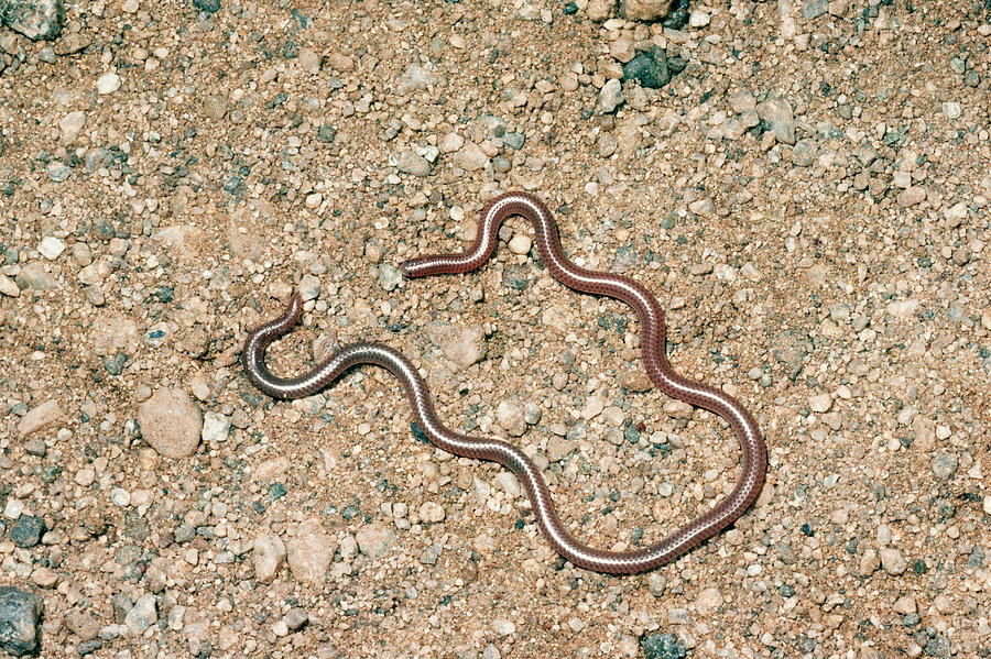 Western Slender Blind Snake Photograph by Gerald C. Kelley