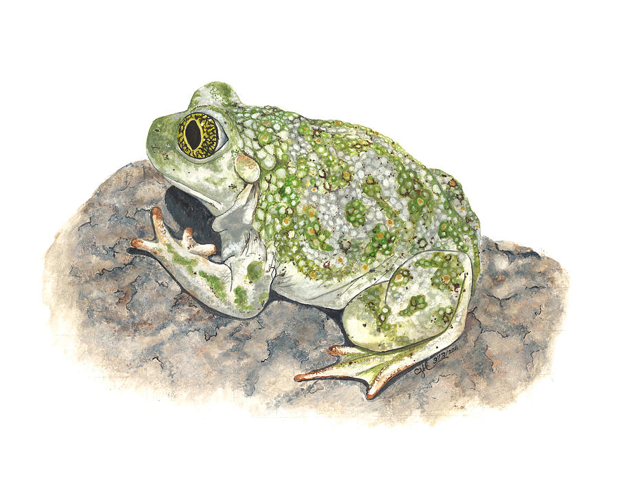 Wildlife Painting - Western spadefoot by Cindy Hitchcock