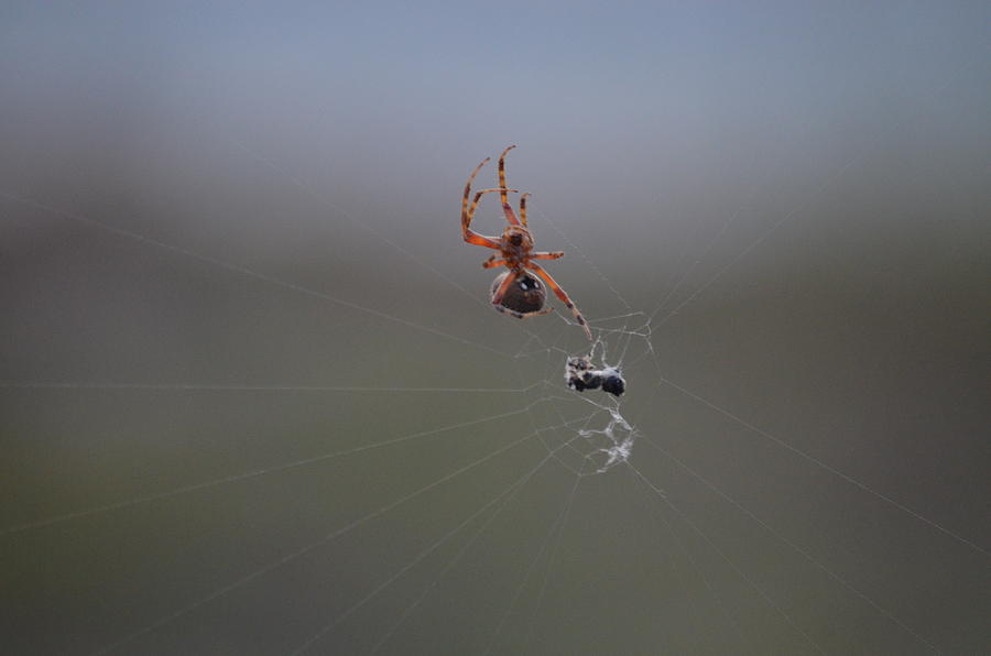 Western Spotted Orbweaver Photograph by David Morefield
