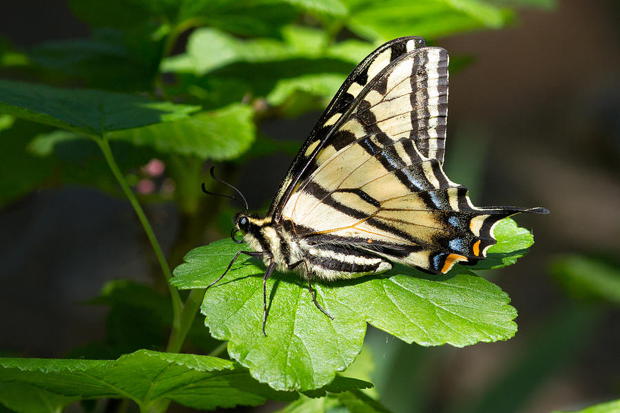 Butterfly Photograph - Western Swallowtail Butterfly by Kathleen Bishop