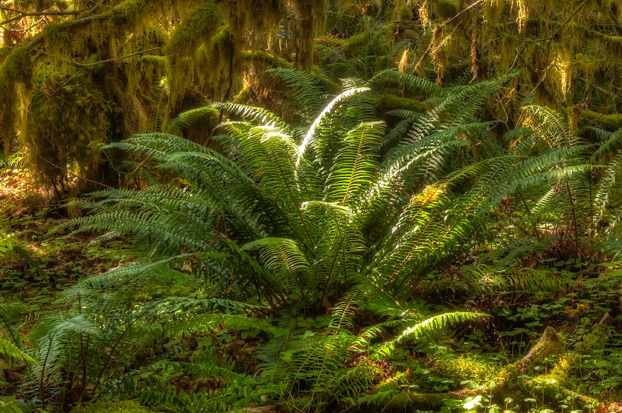 Western Sword Fern Photograph by Richard Leighton - Pixels