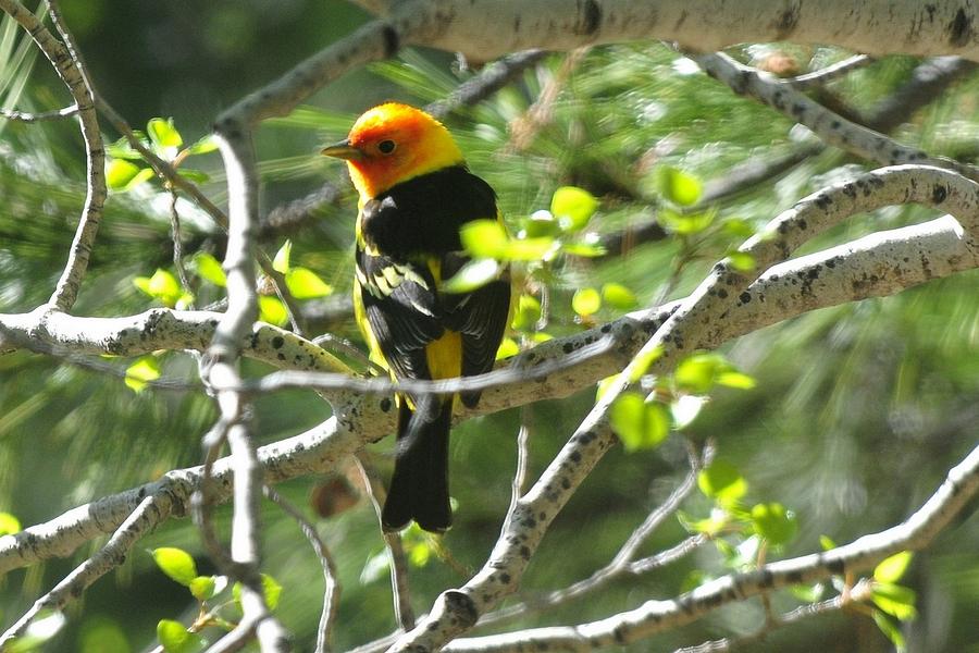 Western Tanager - Black Back Photograph by Marilyn Burton