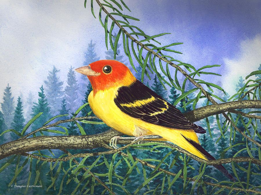 Western Tanager in Yosemite Painting by Douglas Castleman