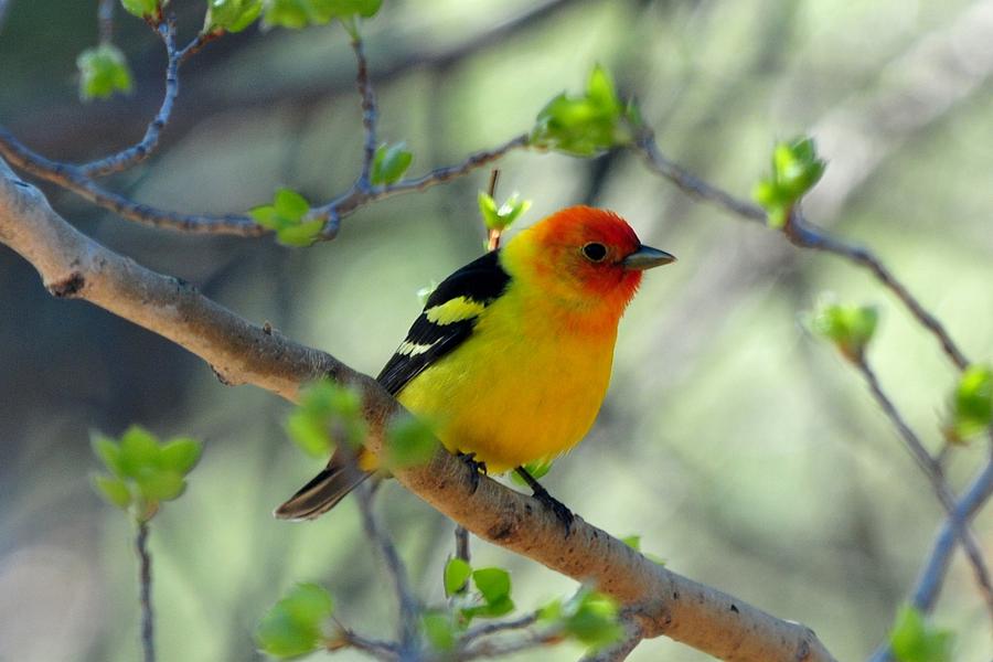 Western Tanager Photograph by Marilyn Burton