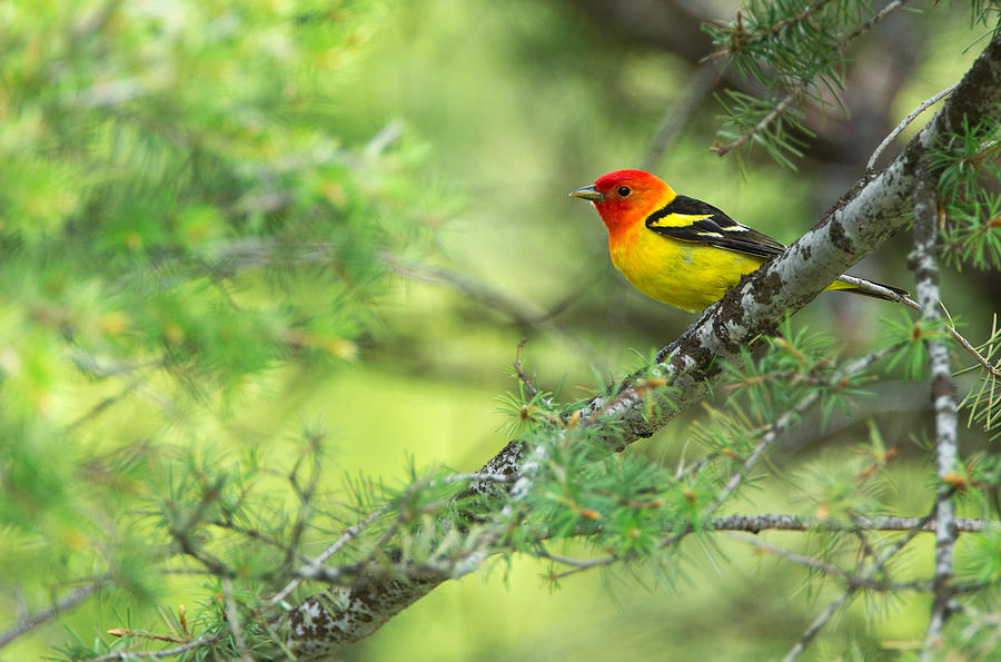 Western Tanager Photograph by Max Waugh