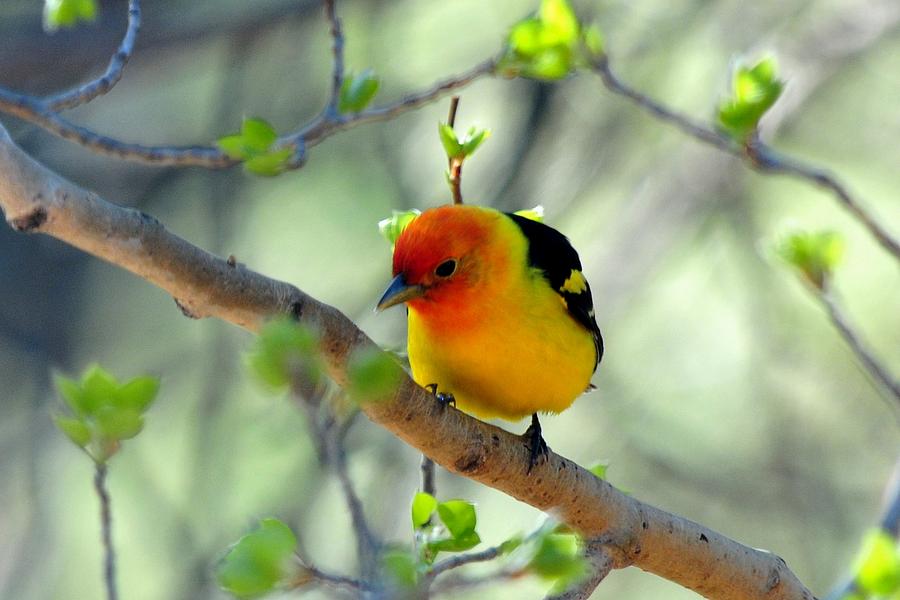 Western Tanager on Aspen Photograph by Marilyn Burton