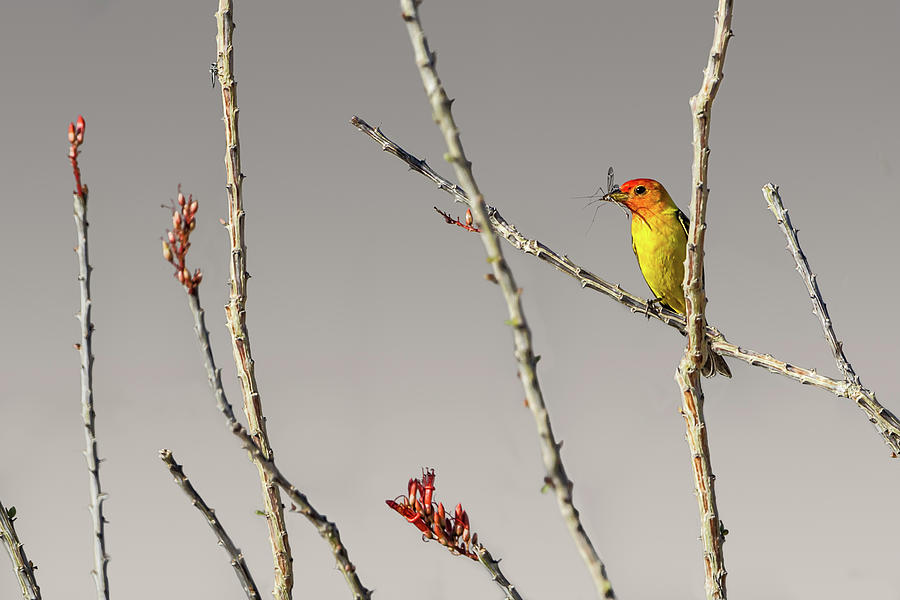 Western Tanager On Ocotillo Photograph by Photo By Patricia Ware