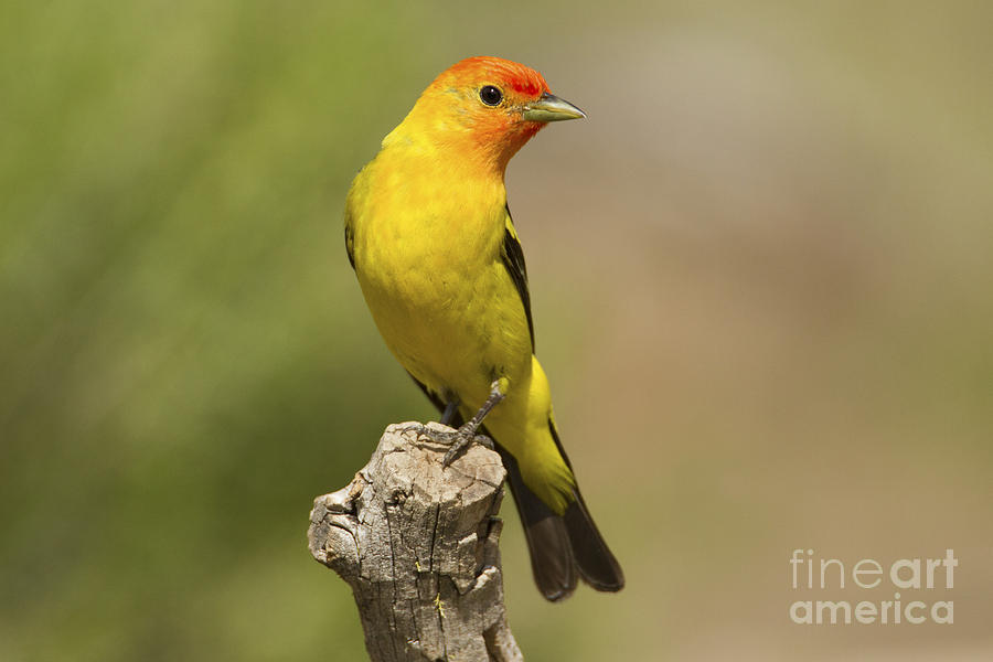 Tanager Photograph - Western Tanager  by Sharon Ely