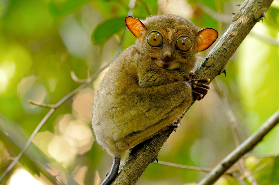 Western Tarsier  Malaysia Photograph by Fletcher Baylis