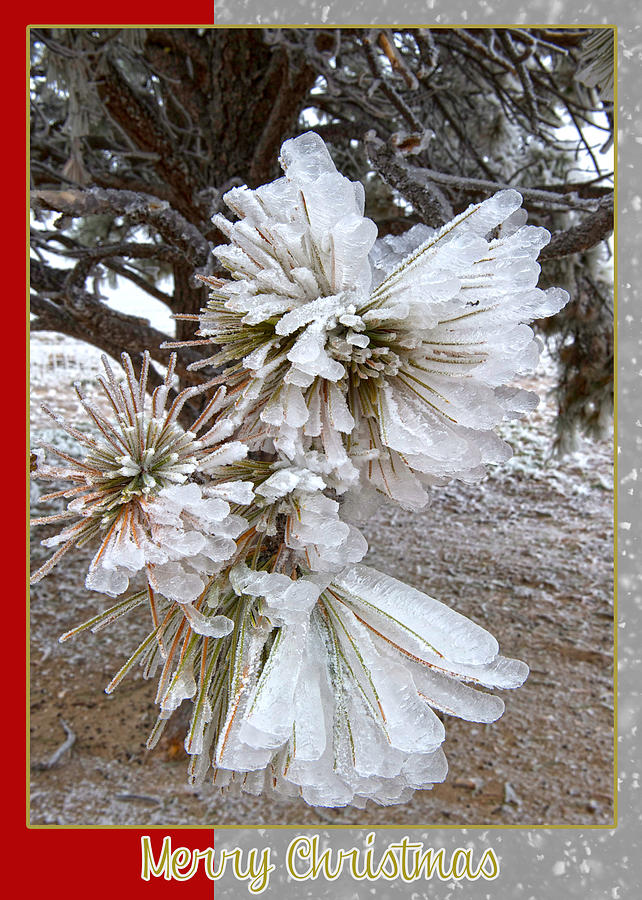 Winter Mixed Media - Western Themed Christmas Card Pine Needles and Ice by Amanda Smith