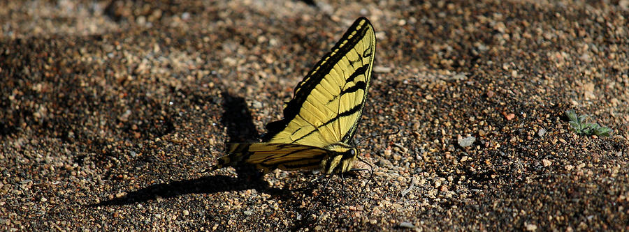 Western Tiger Swallowtail Photograph by Aaron Burrows