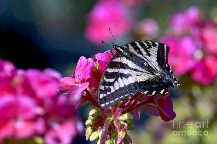 Tiger Swallowtail Butterfly Photograph - Western Tiger Swallowtail Butterfly on Geranium by Sharon Talson