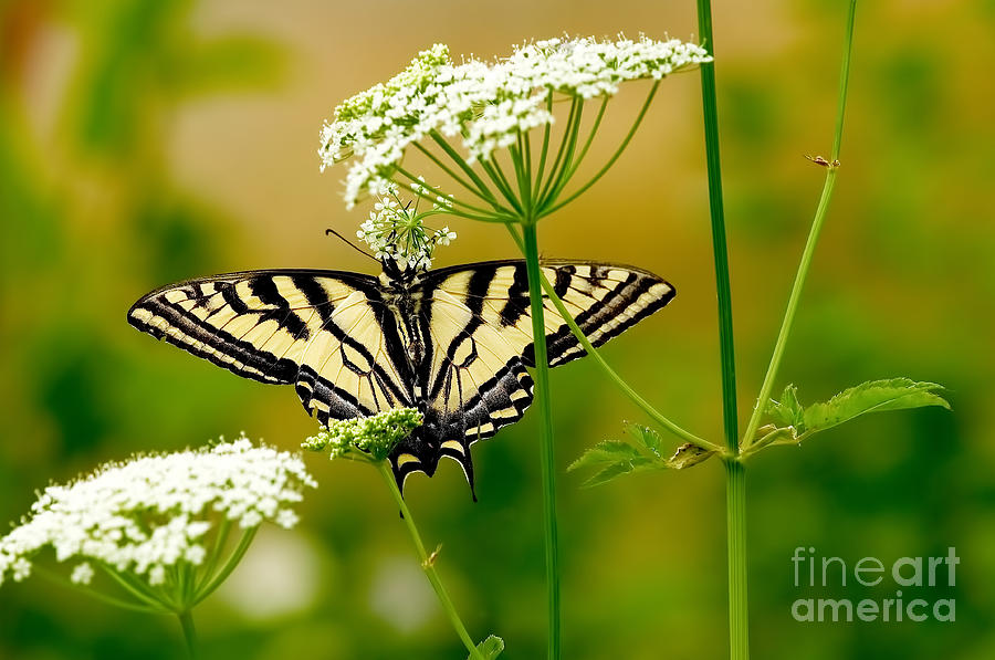 Butterfly Photograph - Western Tiger Swallowtail Butterfly by Sharon Talson