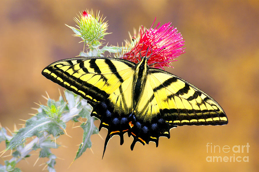 Butterfly Photograph - Western Tiger Swallowtail by Douglas Taylor