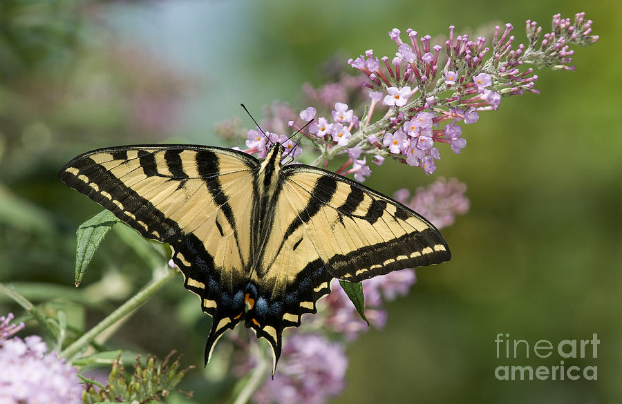 Butterfly Photograph - Western Tiger Swallowtail by Fitzroy Barrett