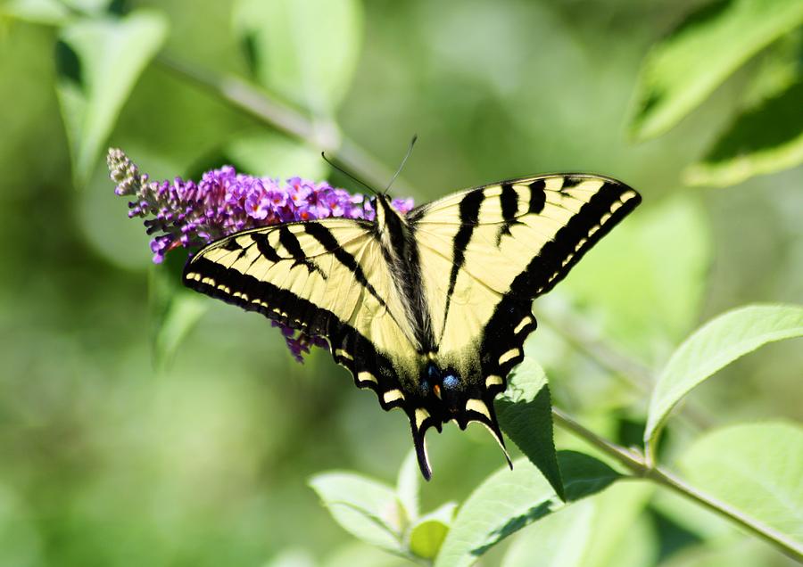 Western Tiger Swallowtail Photograph by Jan McCamey Hill