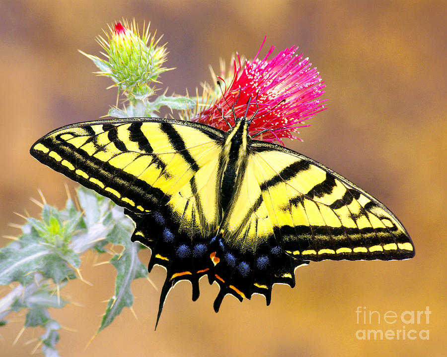 Butterfly Photograph - Western Tiger Swallowtail  - II by Douglas Taylor