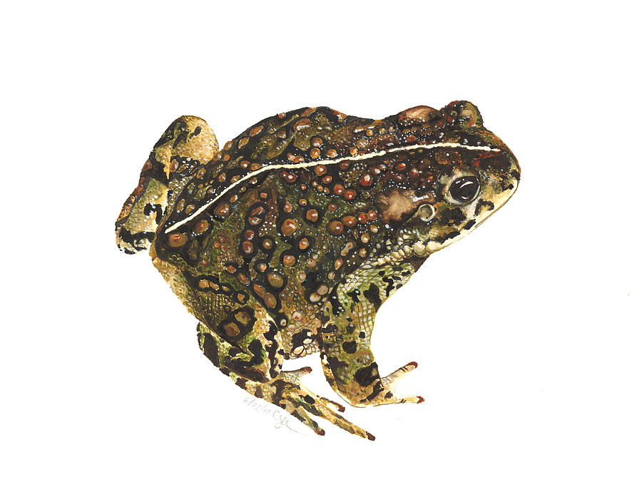 Western toad Painting by Cindy Hitchcock