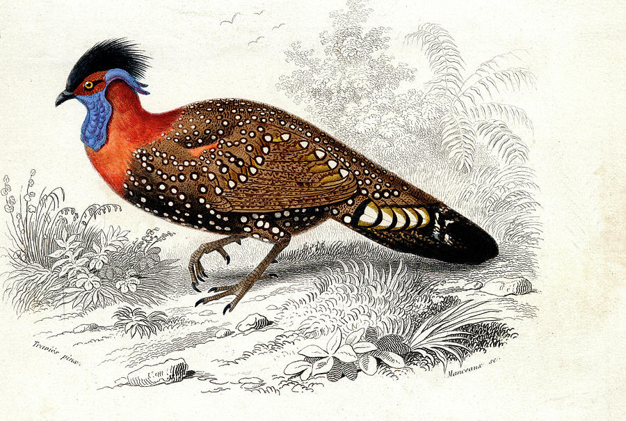 Western Tragopan Photograph by Collection Abecasis