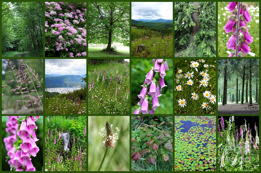 Western Washington Nature Collage Photograph by Carol Groenen