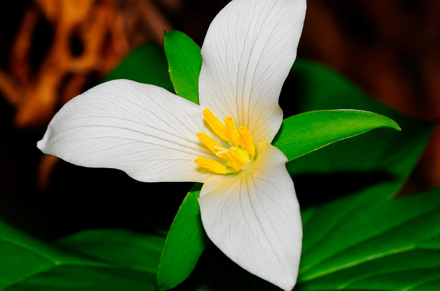 Easter Photograph - Western White Trillium by Don and Bonnie Fink