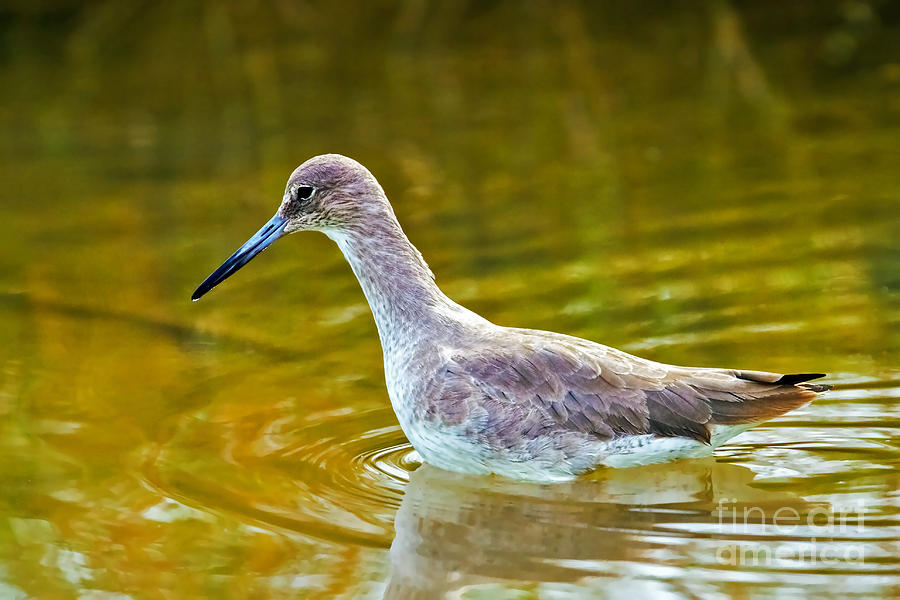 Western Willet Wading In Water Photograph