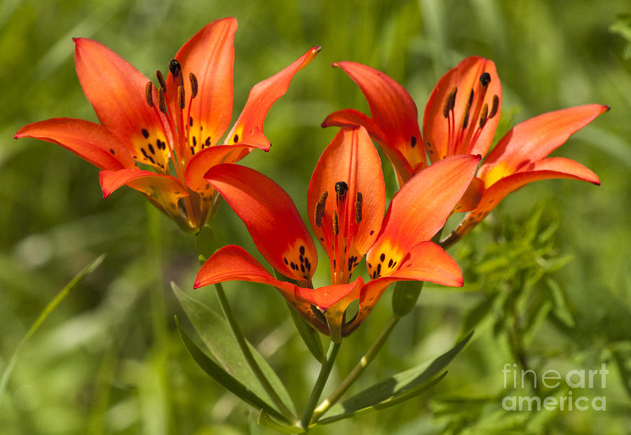 Western Wood Lily Photograph by Vivian Christopher